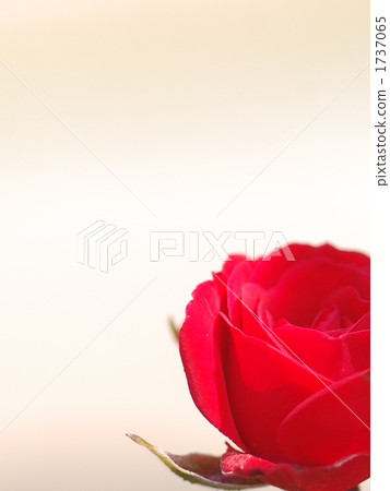 Roses of crimson Roses of crimson 1737065