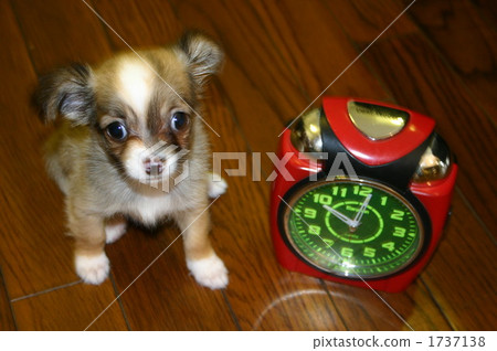 Chippapapisaize 1737138