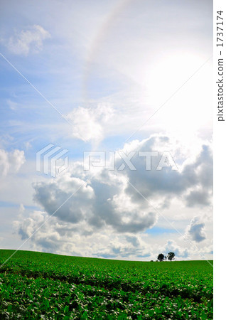 Parent and child tree　 1737174