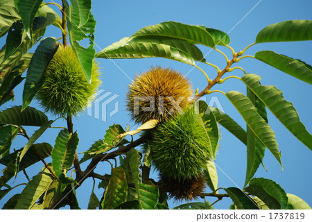 板栗樹和栗子種子 板栗樹和栗子種子 1737819