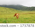 pasture, plateau, highland 1737878