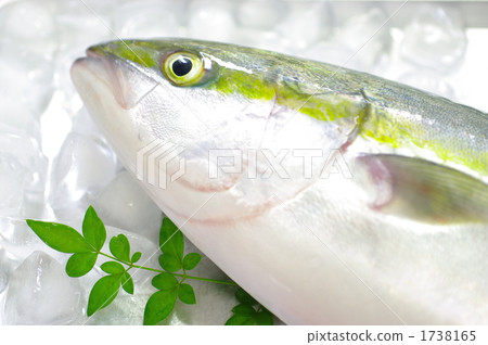 小鰤金槍魚 小鰤金槍魚 1738165