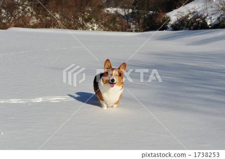 Laugh at the snowy field Laugh at the snowy field 1738253