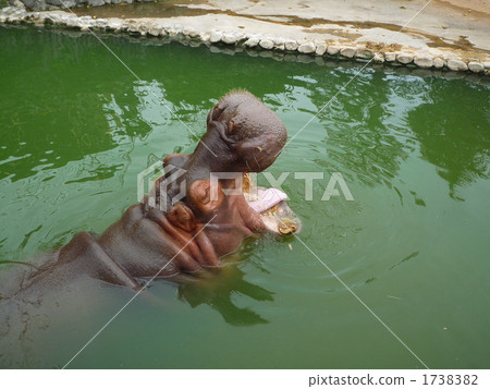 河馬哈欠 1738382