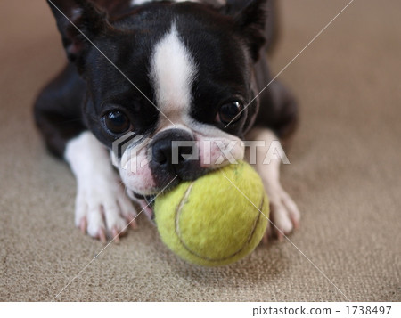 boston terrier, ball, balls 1738497