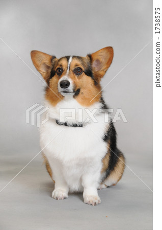 corgi, land mammals, animal 1738575