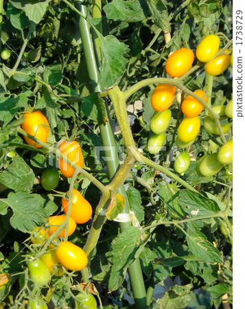 Minced tomato with sparrow 1738729