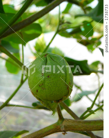 Cotton seed 1738733