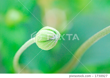 Bud bud mite Shibayake (Scientific name: Anemone hupehensis) 1738927