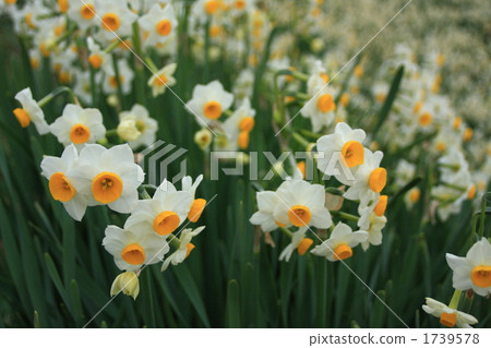 Narcissus集團 1739578