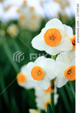 水仙花 1739580