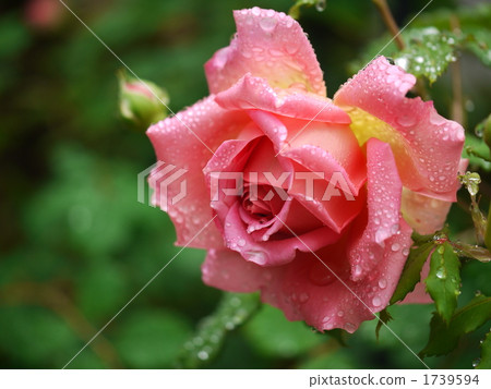 English Rose "Jubilee Celebration" English Rose "Jubilee Celebration" 1739594