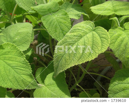 Green leaves 1739610