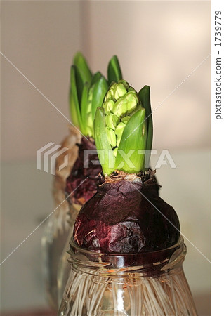 Hyacinth of hydroponics 1739779