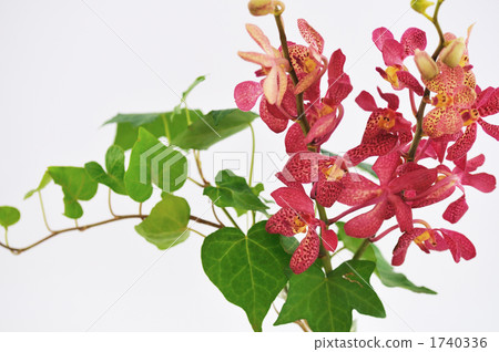 紅色蘭花和Pothos 1740336