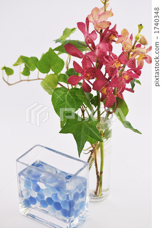 紅色蘭花和Pothos 紅色蘭花和Pothos 1740348