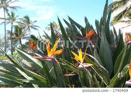 夏威夷Rakugo鳥 1740409