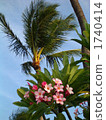 桃紅色羽毛和棕櫚樹在夏威夷 1740414