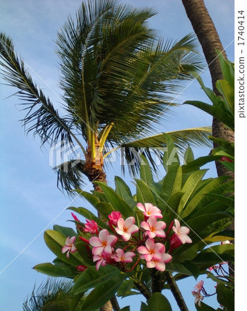桃紅色羽毛和棕櫚樹在夏威夷 桃紅色羽毛和棕櫚樹在夏威夷 1740414