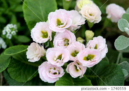 Primula Julien Primula Julien 1740559