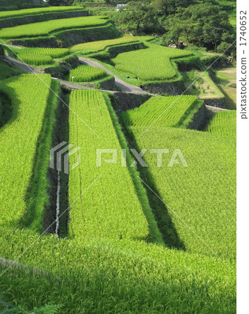 Sakakuba rice terrace Sakakuba rice terrace 1740652