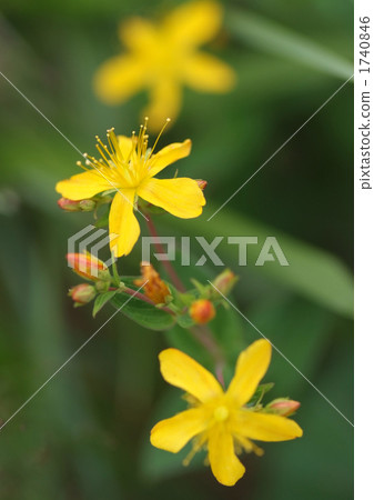 Iwateoto giri 1740846