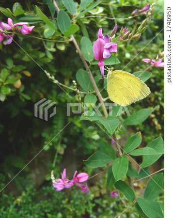 Mushrooms honey honey chestnut (vertical) Mushrooms honey honey chestnut (vertical) 1740950