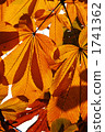 leaves of a japanese horse-chestnut tree, leaf vein, vein 1741362