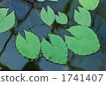 pygmy water lily, waterweed, water surface 1741407