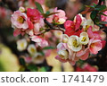 bloom, japanese quince, flowering quince 1741479