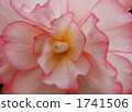 begonia, bloom, blossom 1741506