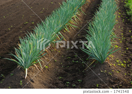 Green onion green onion Green onion green onion 1741548