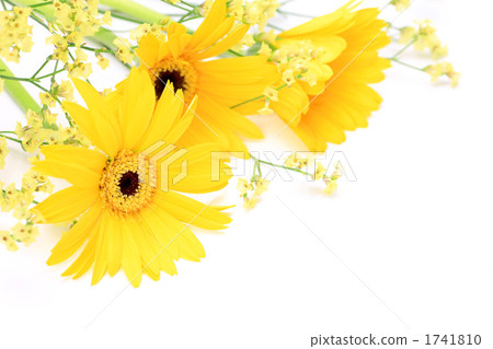 Gerbera Gerbera 1741810