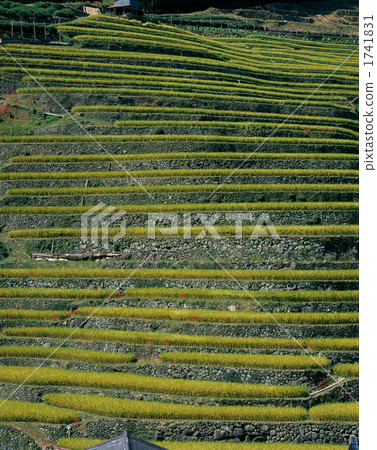 Rice terraces of masonry 1741831