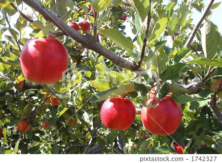 Apple Apple 1742327