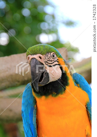 Parrot Parrot 1742328