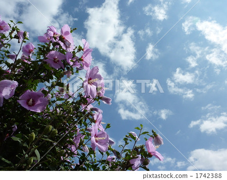 Rose of Sharon flower 1742388