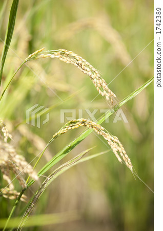 Rice field 1742389