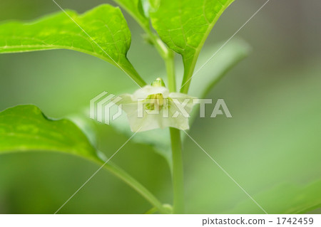 Flower of Hozuki 1742459