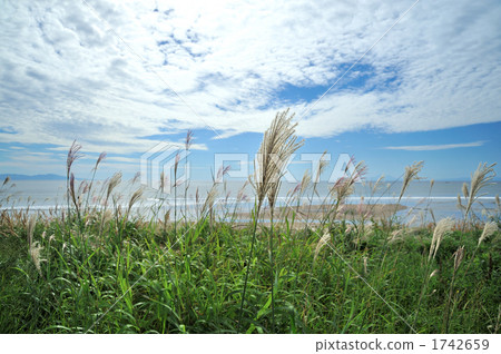 saw grass, spike, nature 1742659
