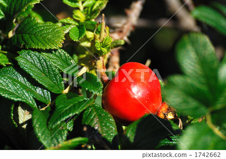 japanese rose fruit, hamanasu real, japanese rose 1742662