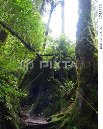 Yakusugi land Yakusugi land 1742733