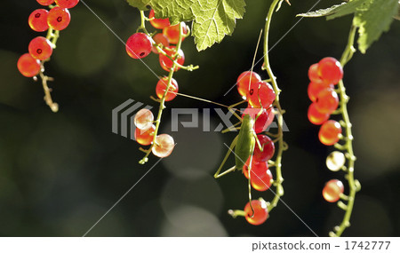 蚱蜢 黑醋栗 食物 1742777