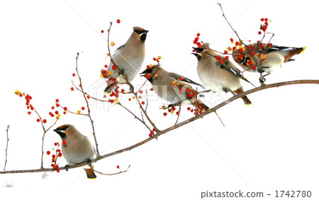 celastrus orbiculatus, oriental bittersweet, migratory 1742780