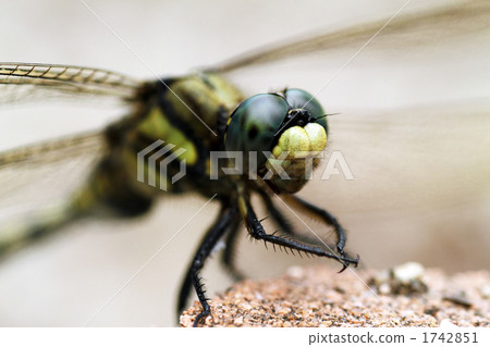 Face of Onigayama 1742851