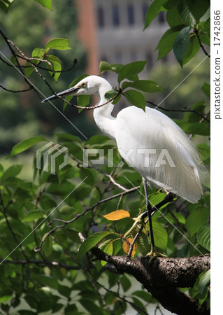 Heron Heron 1742866