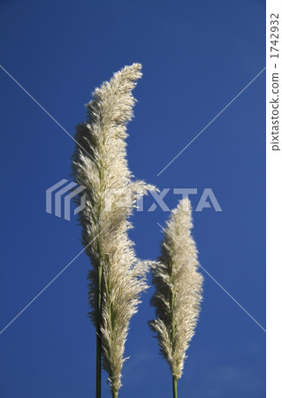 綠葉 日本蒲葦 植物 1742932