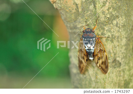 Brown cicada 1743297