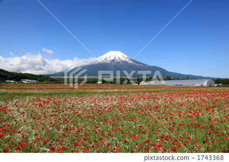 富士山 花園 罌粟花 1743368