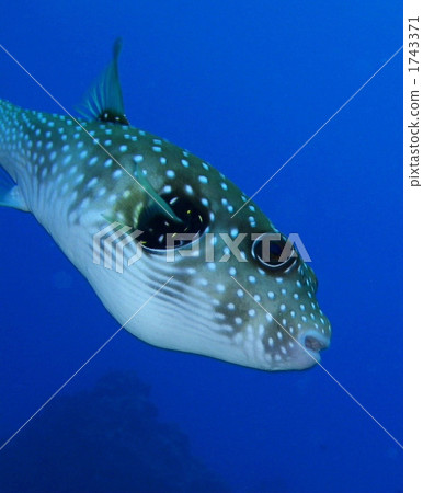 Sasanamifugu 1743371